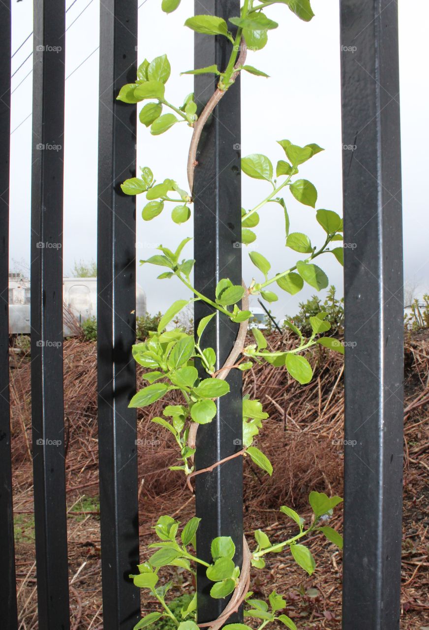 Vine climbing up black metal fence 