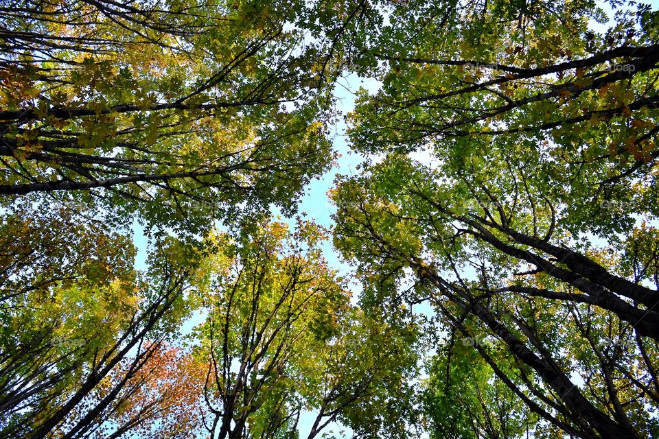 Tree Canopy. Wide shot of the sky on a nice spring day