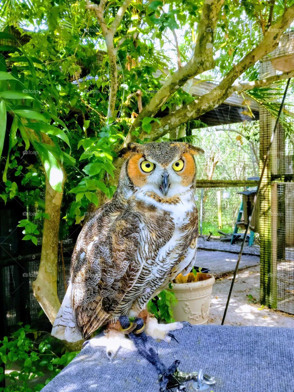 Great Horned Owl Bella