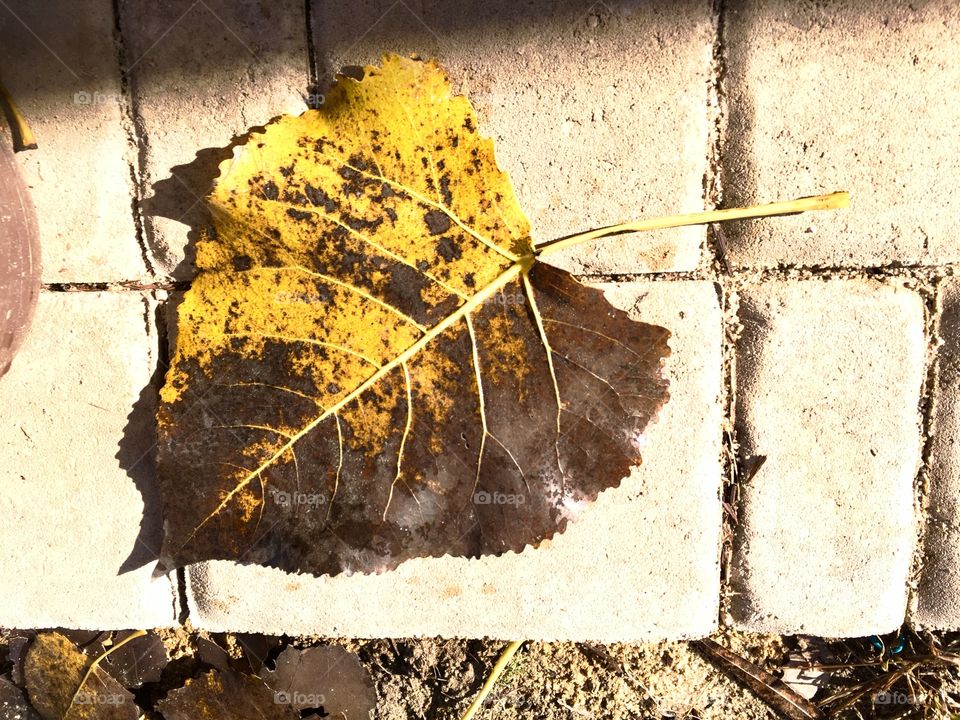 Old golden brown  leaf