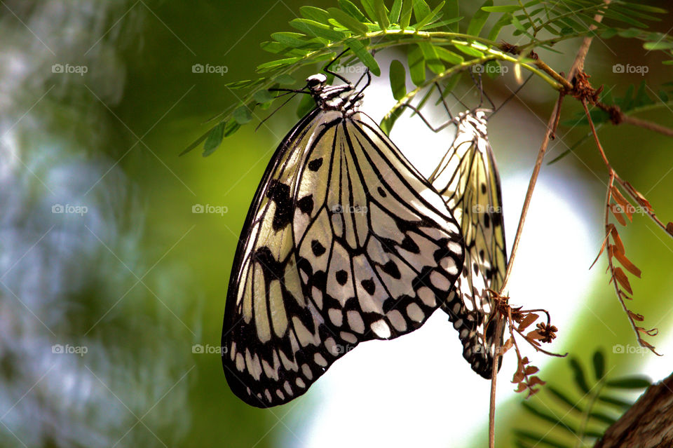 Butterfly, Insect, Nature, Wing, Wildlife