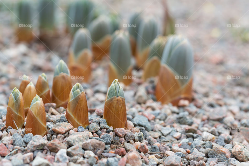 Plant buds starting to grow up in early spring 