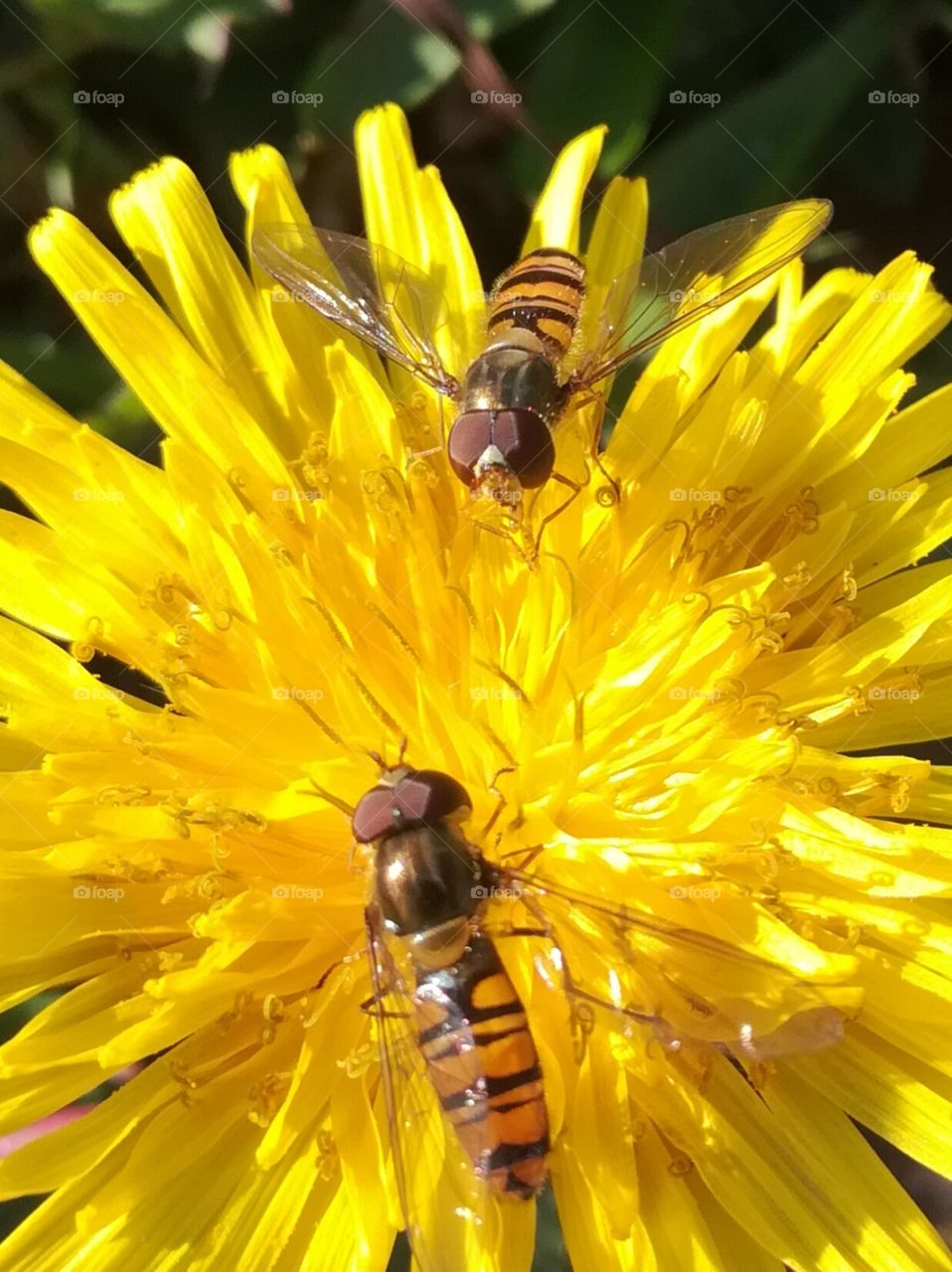 mouche, abeille, bee