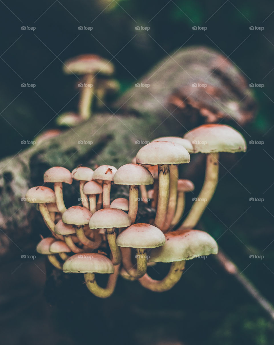 Portrait of Hymenogastraceae mushrooms growing on a log