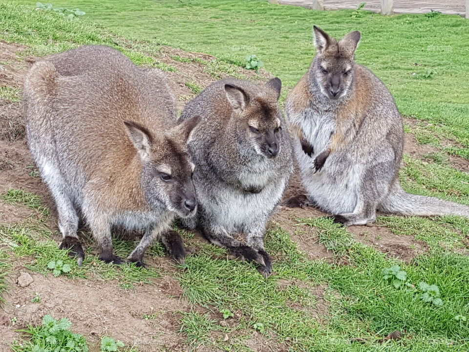 Wallaby's hanging out just chillin