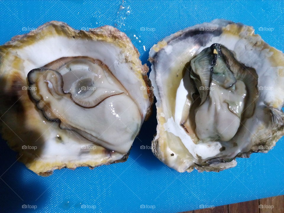 oyster