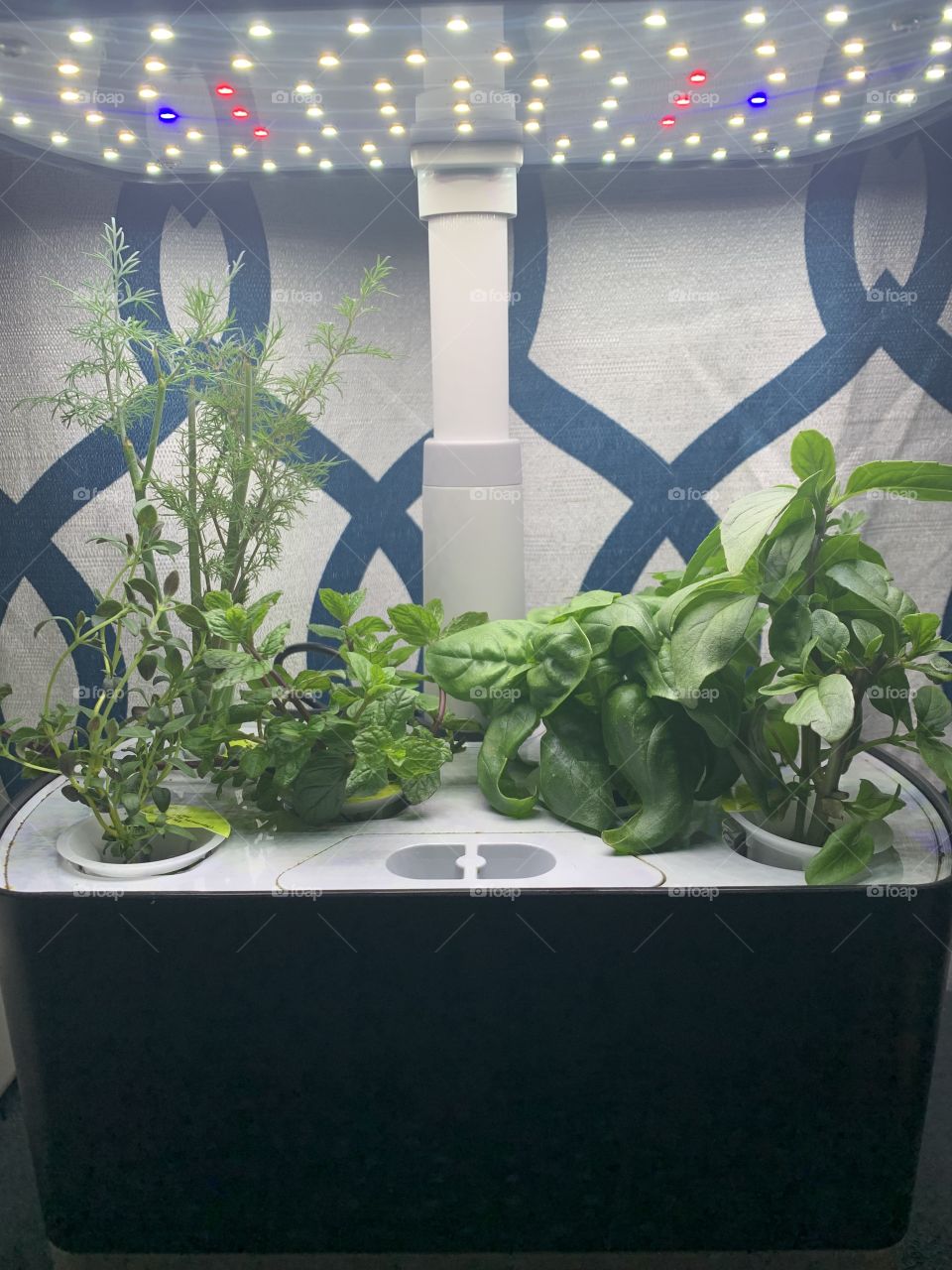 Indoor herb garden 