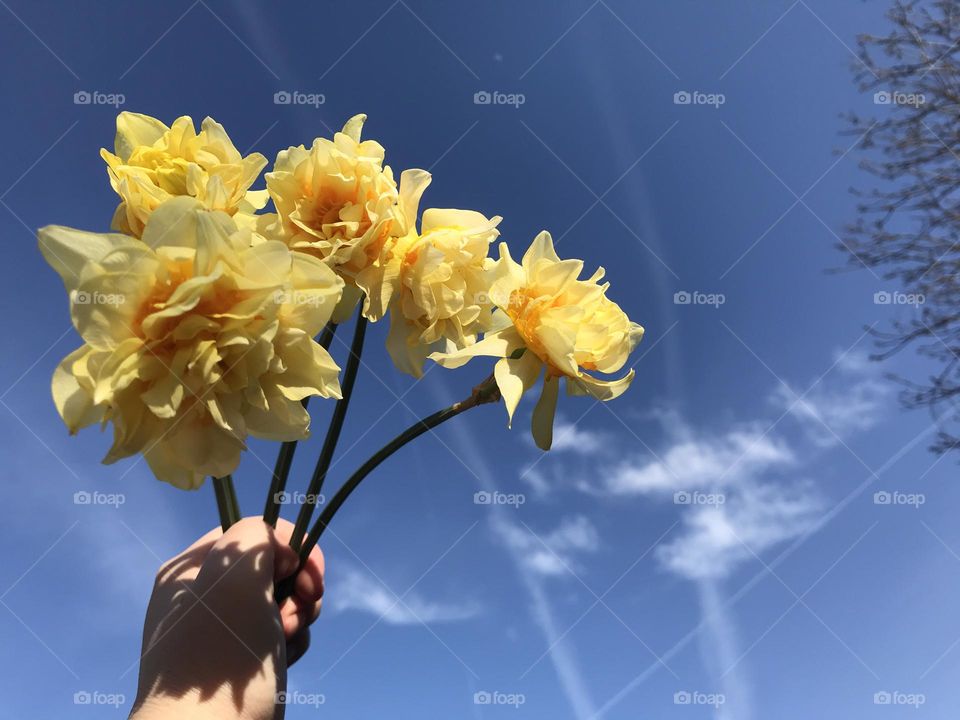 Daffodil yellow, celebrating the coming of the spring