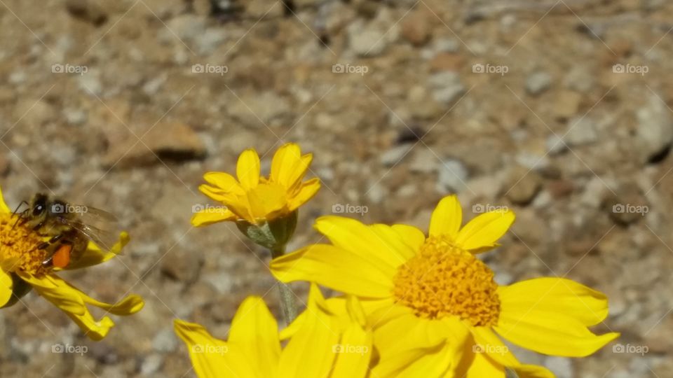 Alpine flowers with Bee
