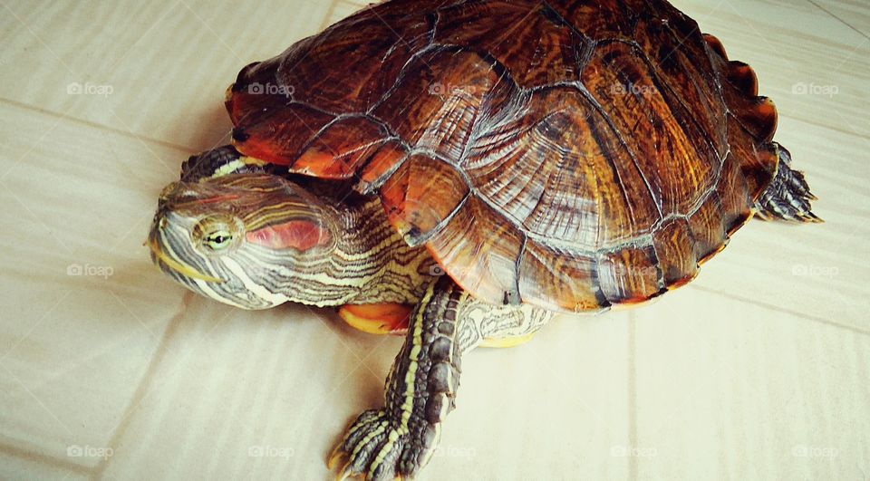 High angle view of turtle