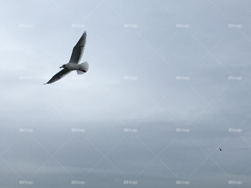 Seagull 