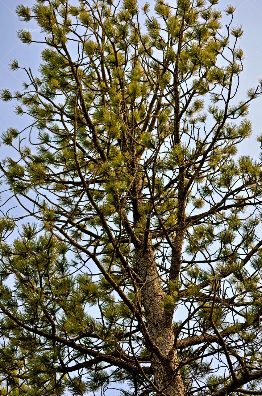 indiana tree branches by refocusphoto