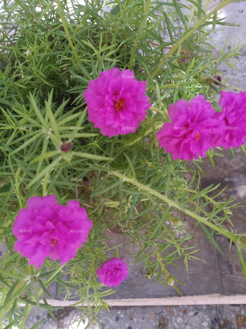 pink flower buds small size shurb looks very beautiful generally found everywhere seasonal