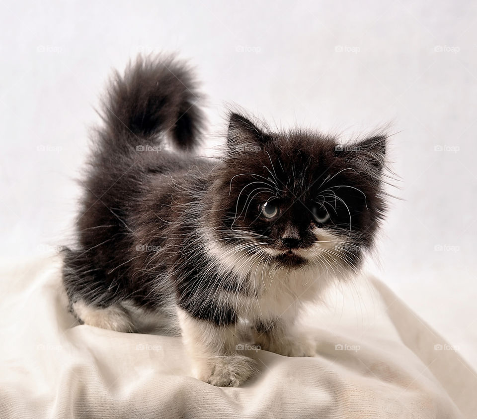 kitten on a white background