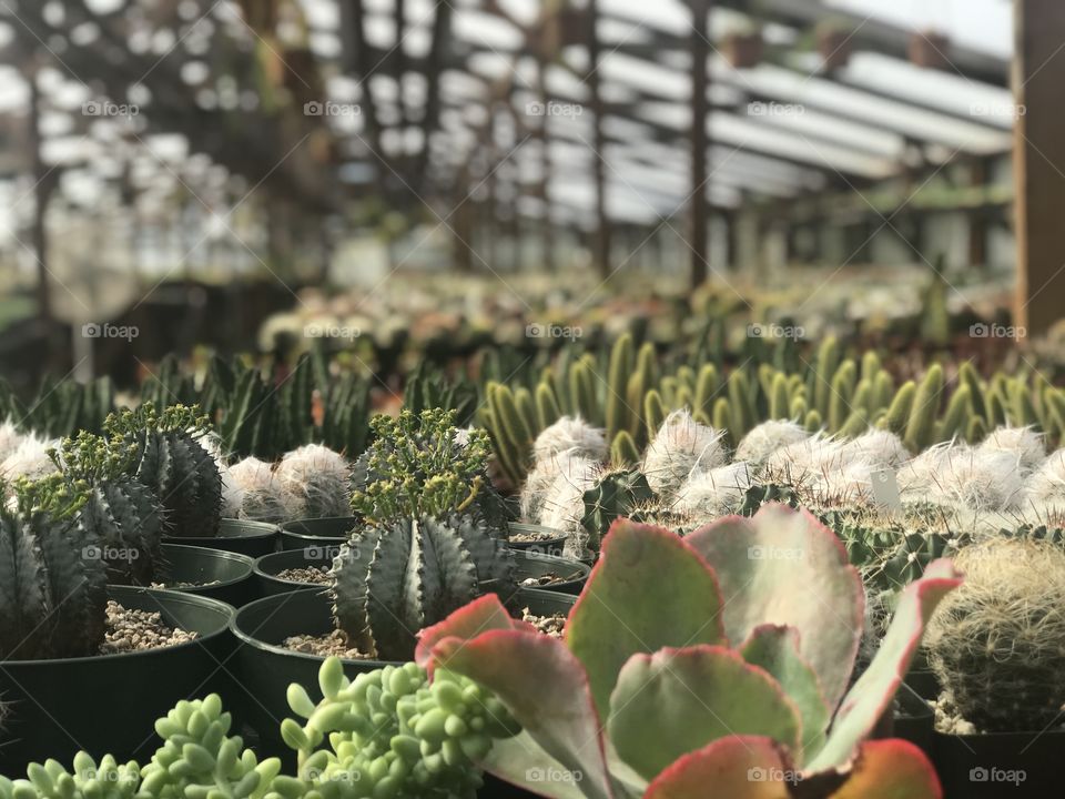 Succulent nursery near Yachats, Oregon. Succulents as far as the eye can see :)