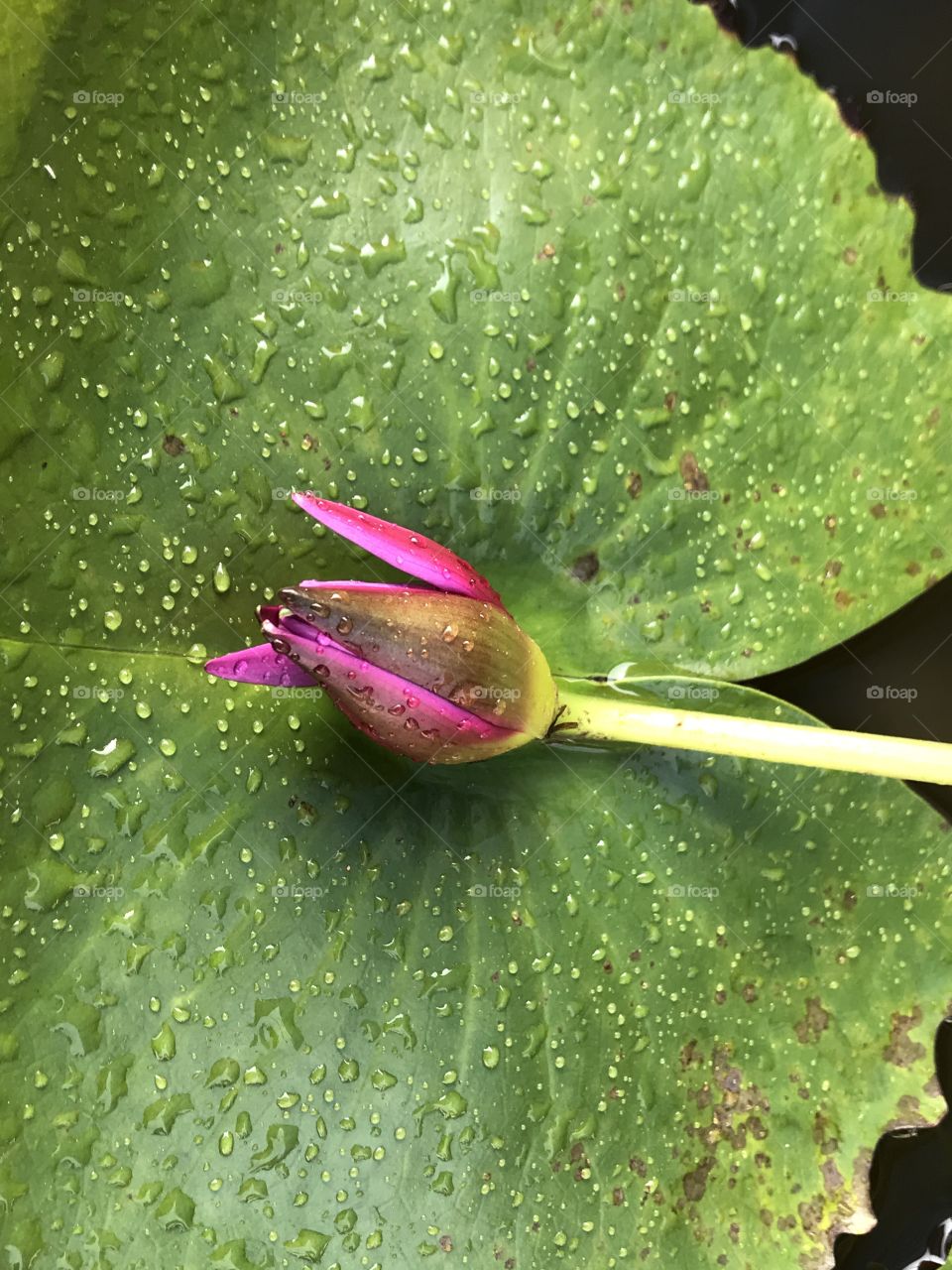 Close up photography of a lotus flower 