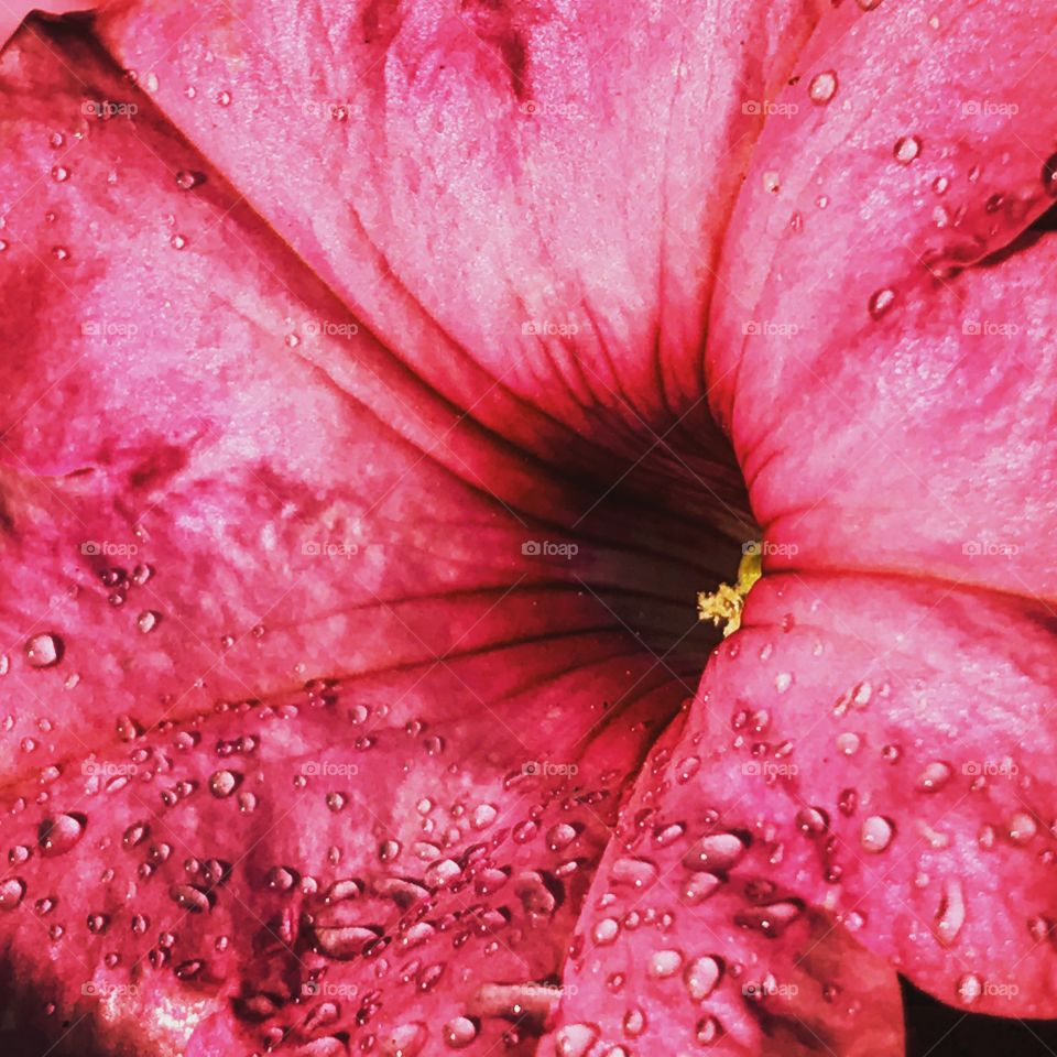 Pink flower
