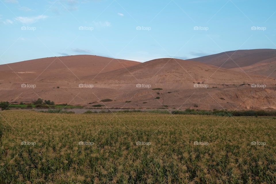 Corn cultivation