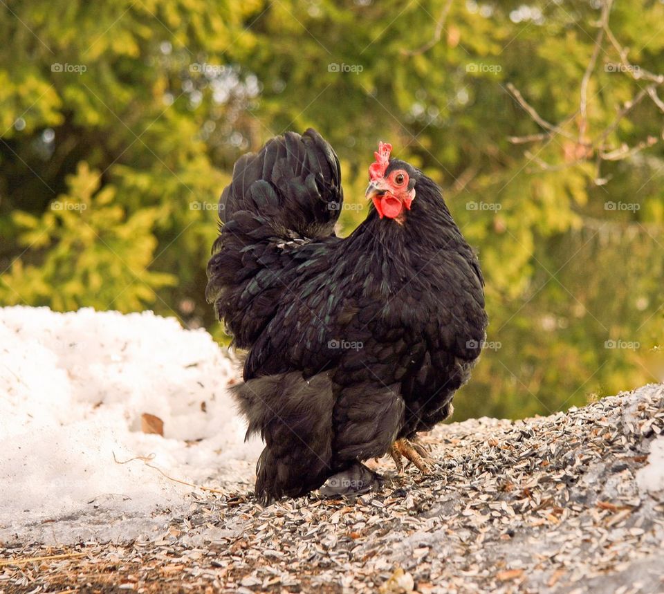 Hen in snow