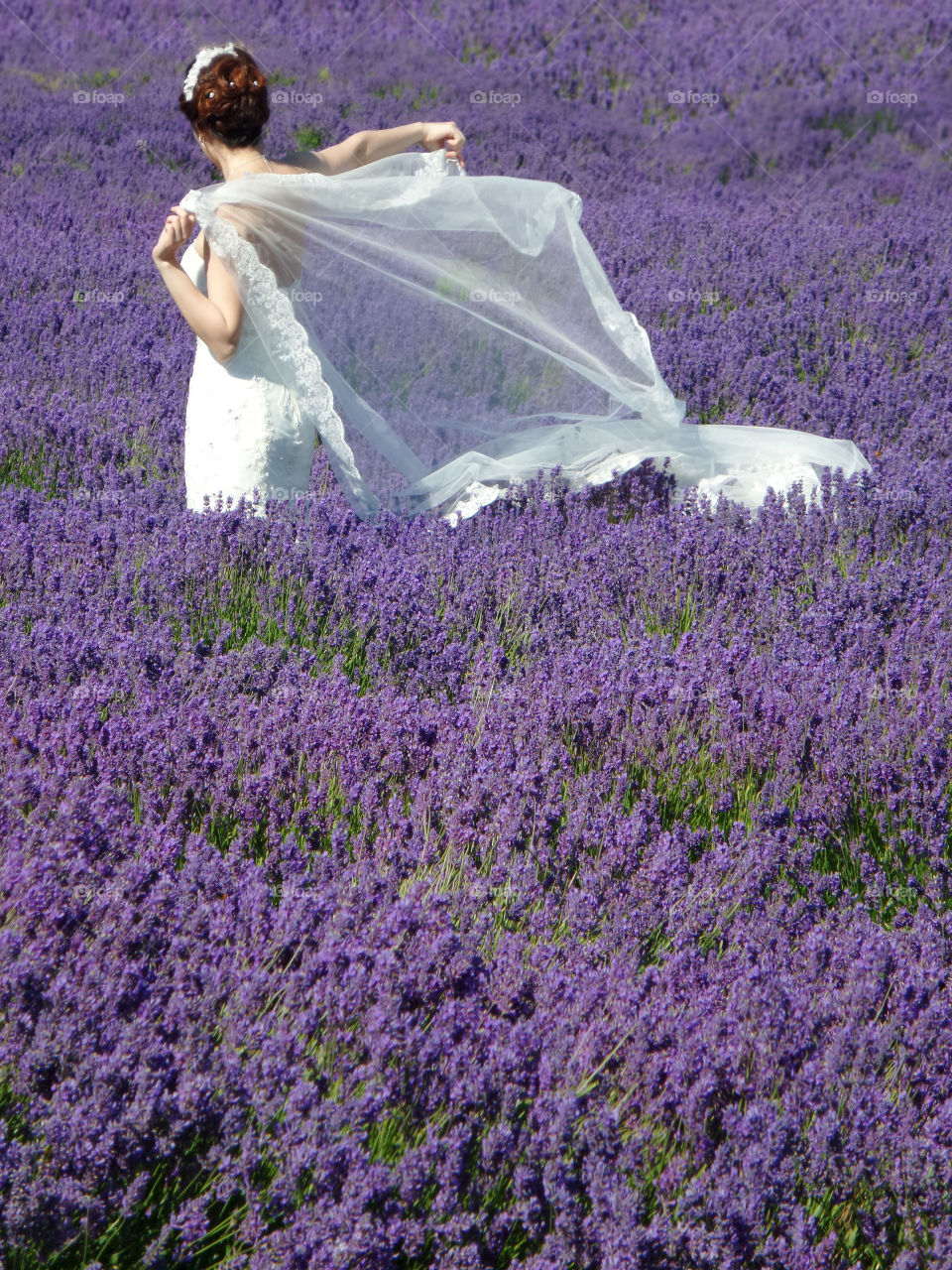 Bride. Bride in lavender field 