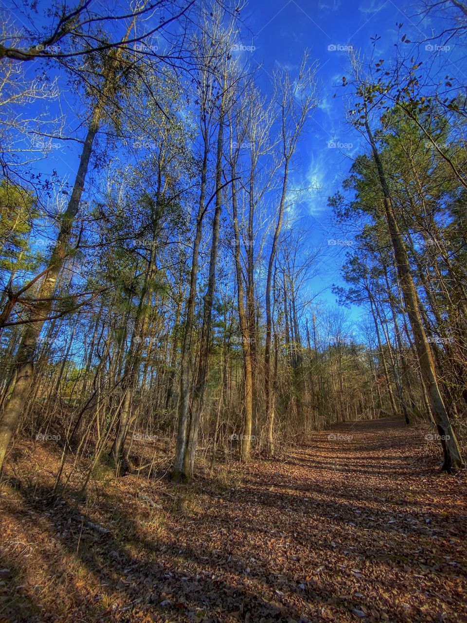 Late Afternoon Trail Walk