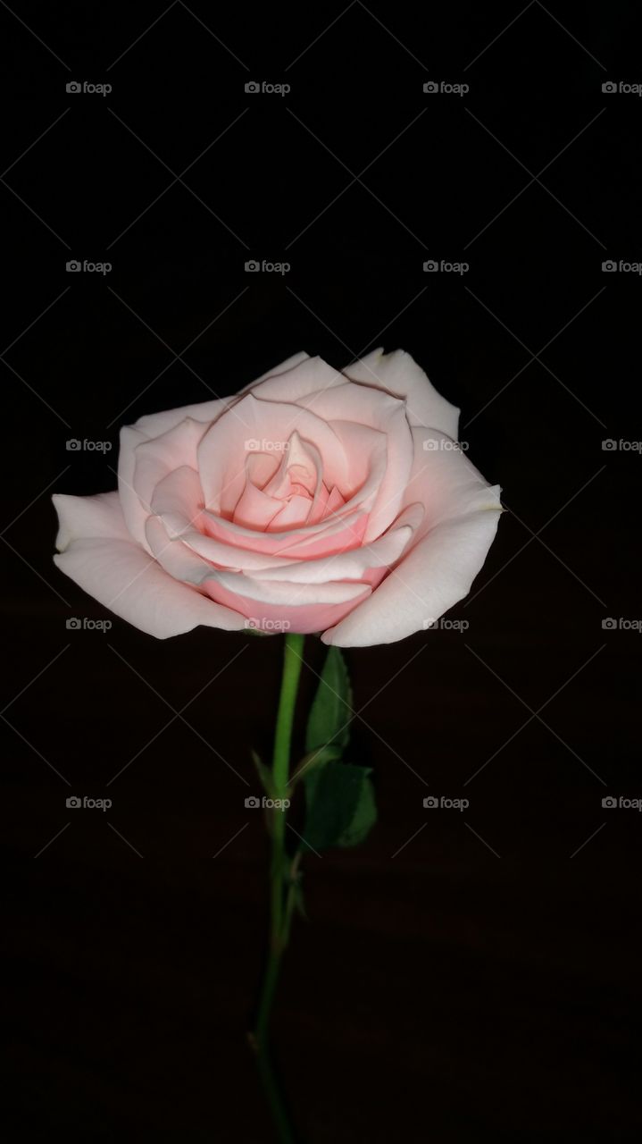 pink rose in the middle of the dark with no filters