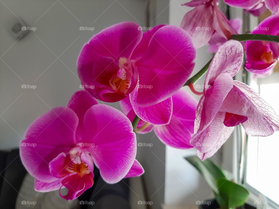 Orchids