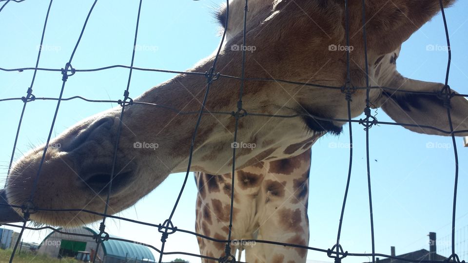 Hungry Hungry Giraffe