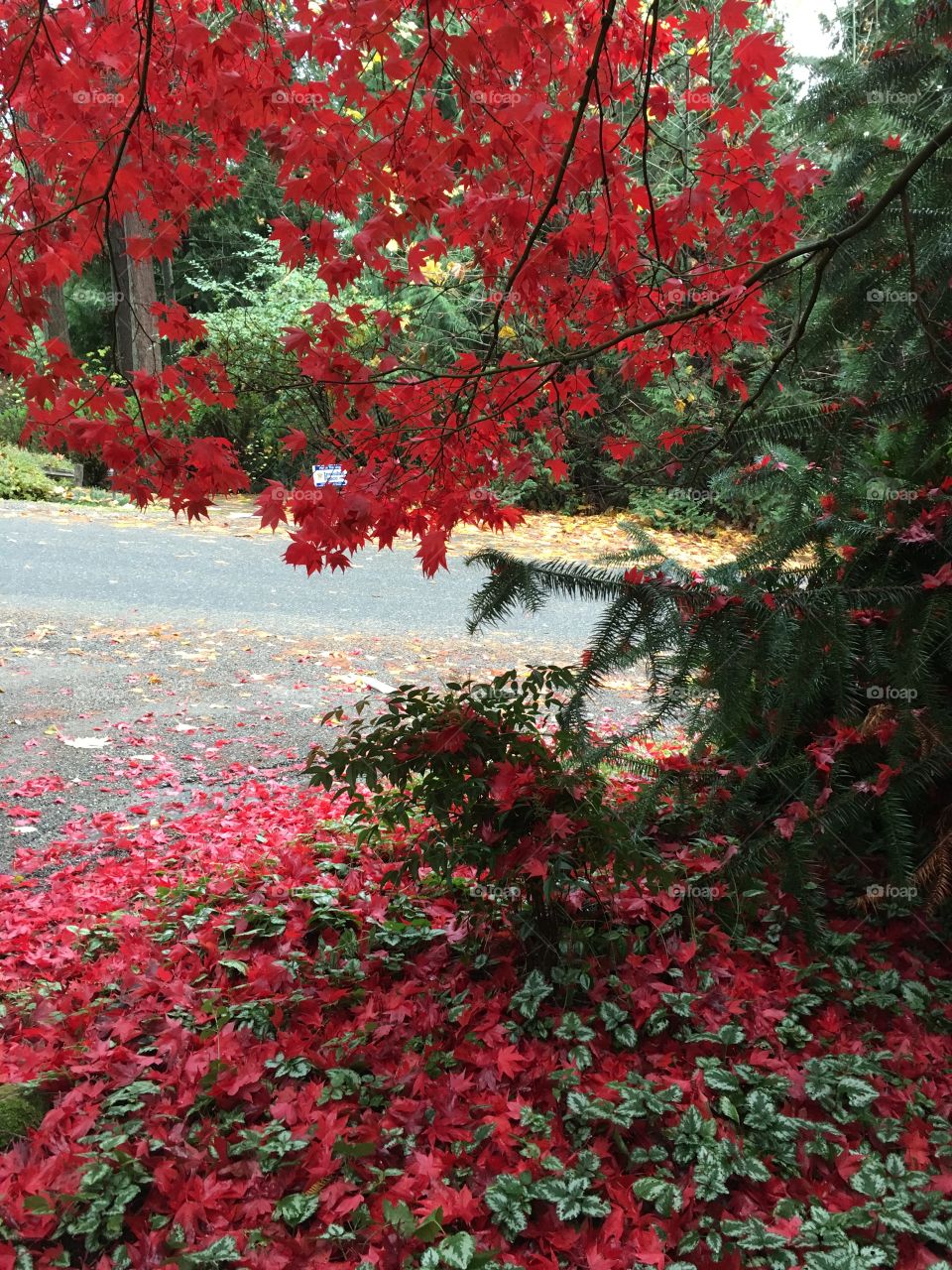 Red foliage