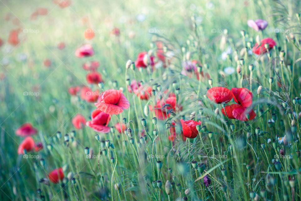 Poppies flowers and other plants in the field. Flowery meadow flooded by sunlight in the summer