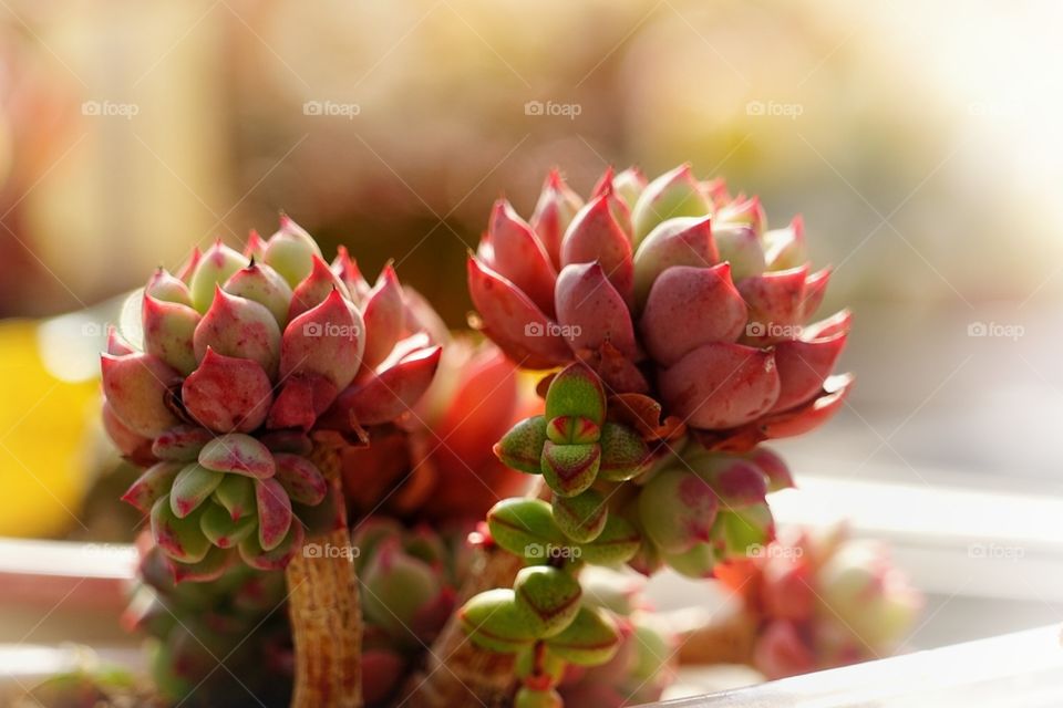 Succulent plant