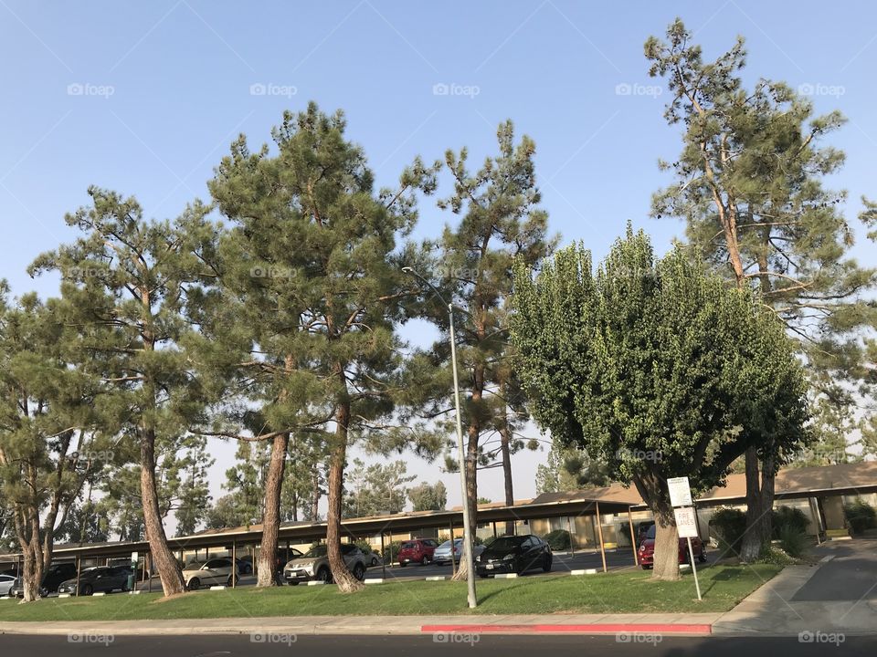 A line of trees in front of the apartment homes. They do adorn the overall place.