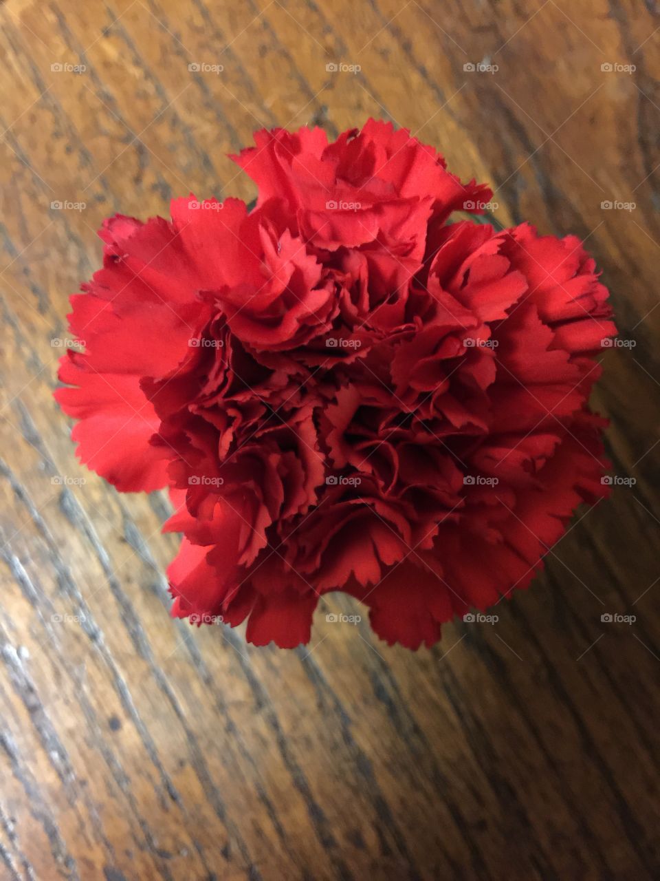 Red Carnation part of my birthday bouquet love them so sweet and spicy!