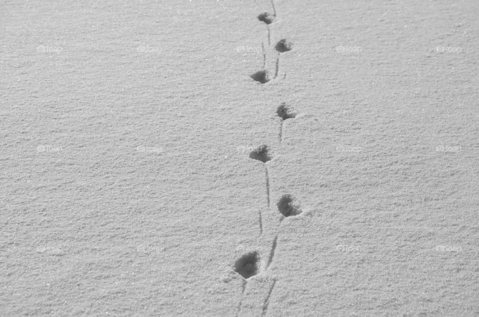 Animal Tracks in the Snow
