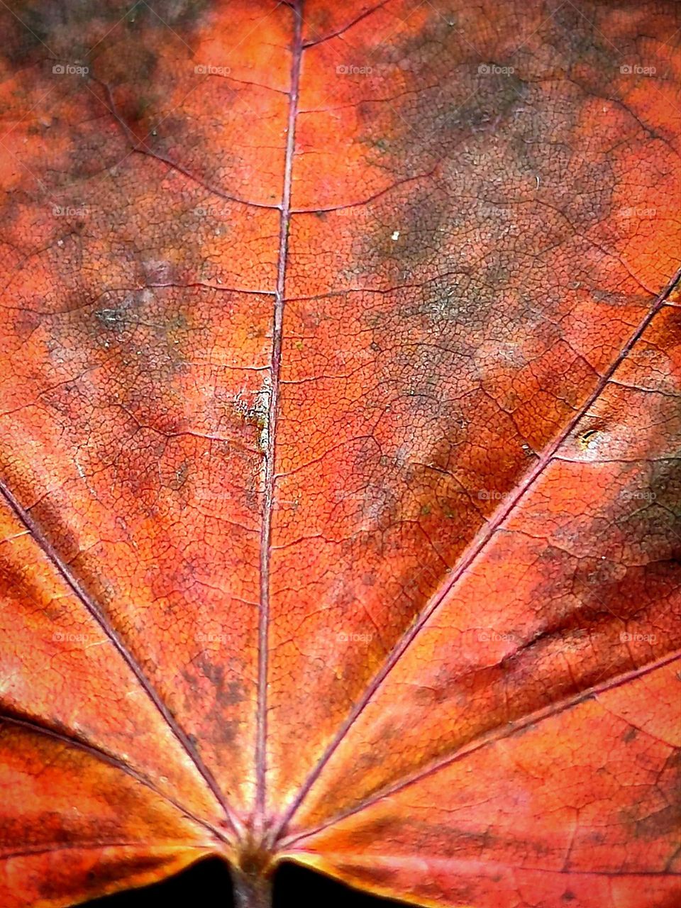 Close-up of a red maple leaf