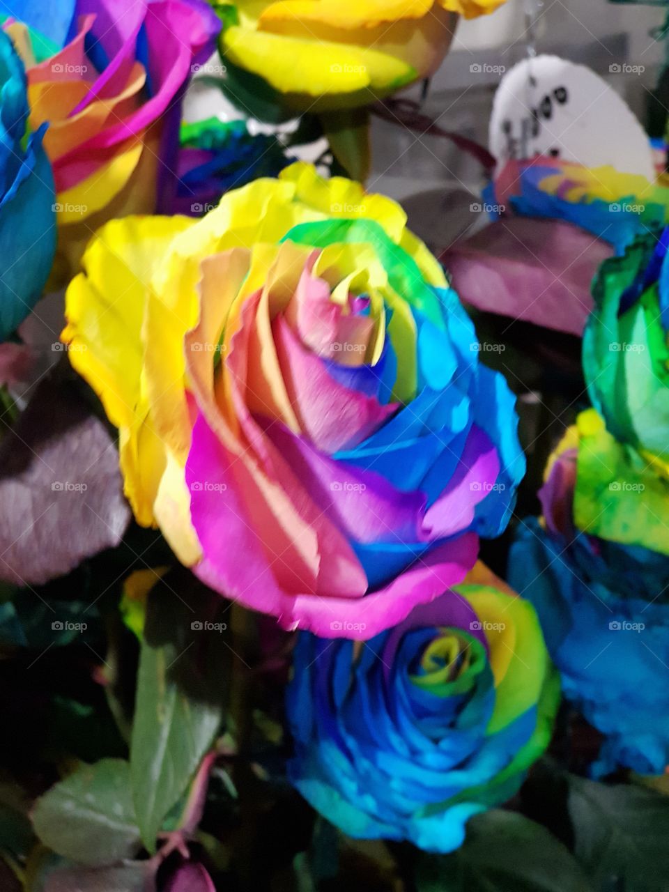 roses are rainbow color