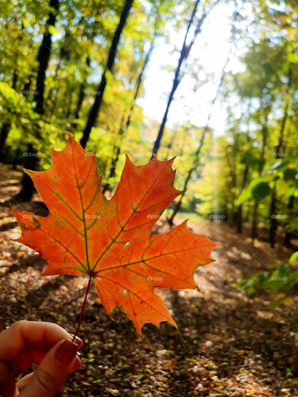 România 🍁