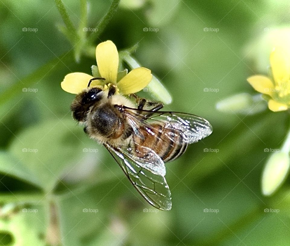Bee-lieve in Yourself