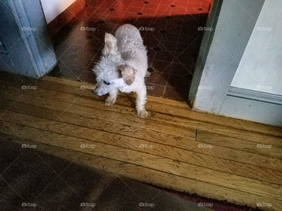 White small poodle standing in doorway.