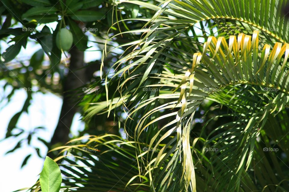 Palm life 