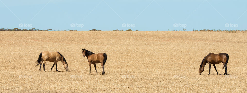 Horses grazing in harvested field, Australia.