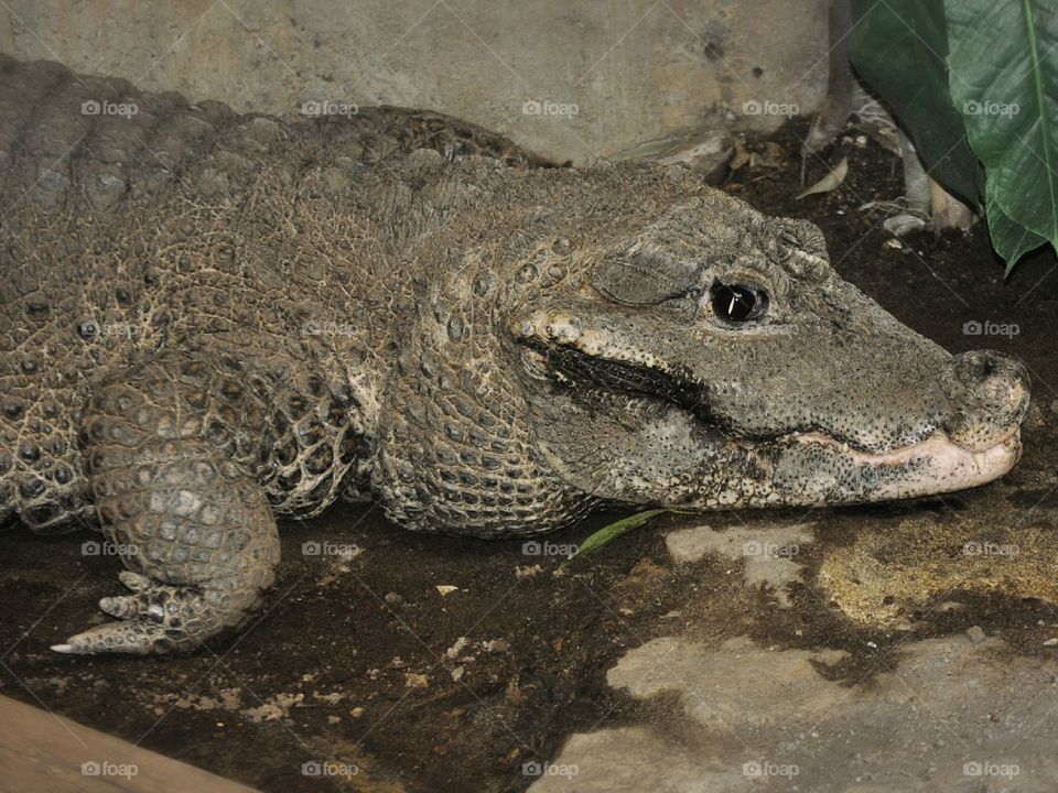 Dwarf Crocodile