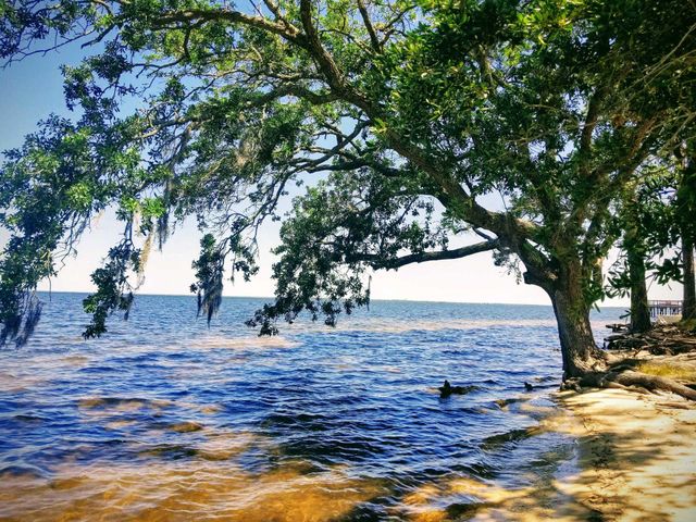 tree on the river Florida