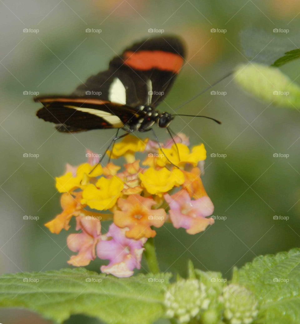 A lovely and special Colorful butterfly on the yellow flower