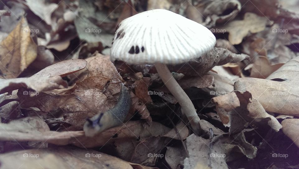 mushrooms#snail#foliage