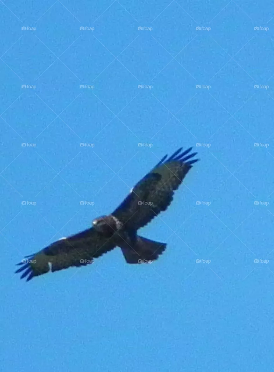 eagle