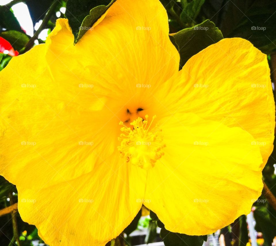 Yellow flower. This flower outperformed a spectacular rare disease to win top prize in a floral show.