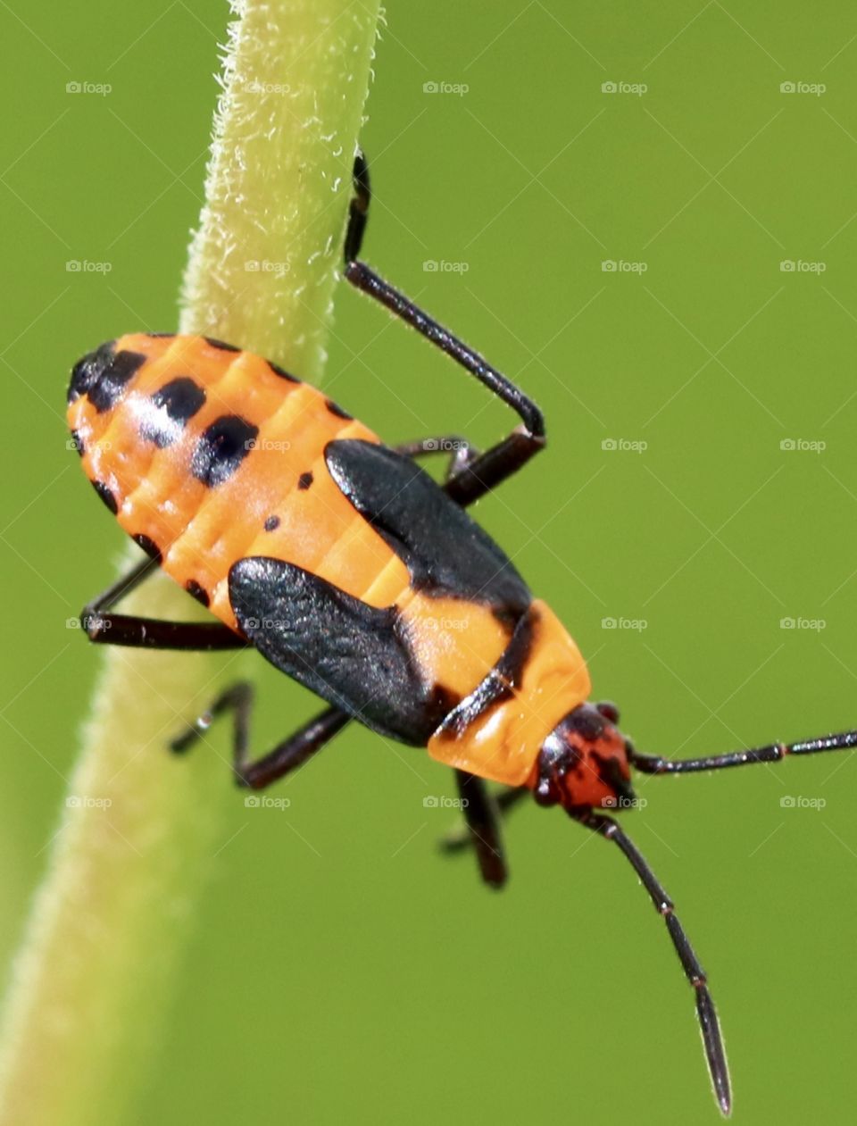 Milkweed bug macro