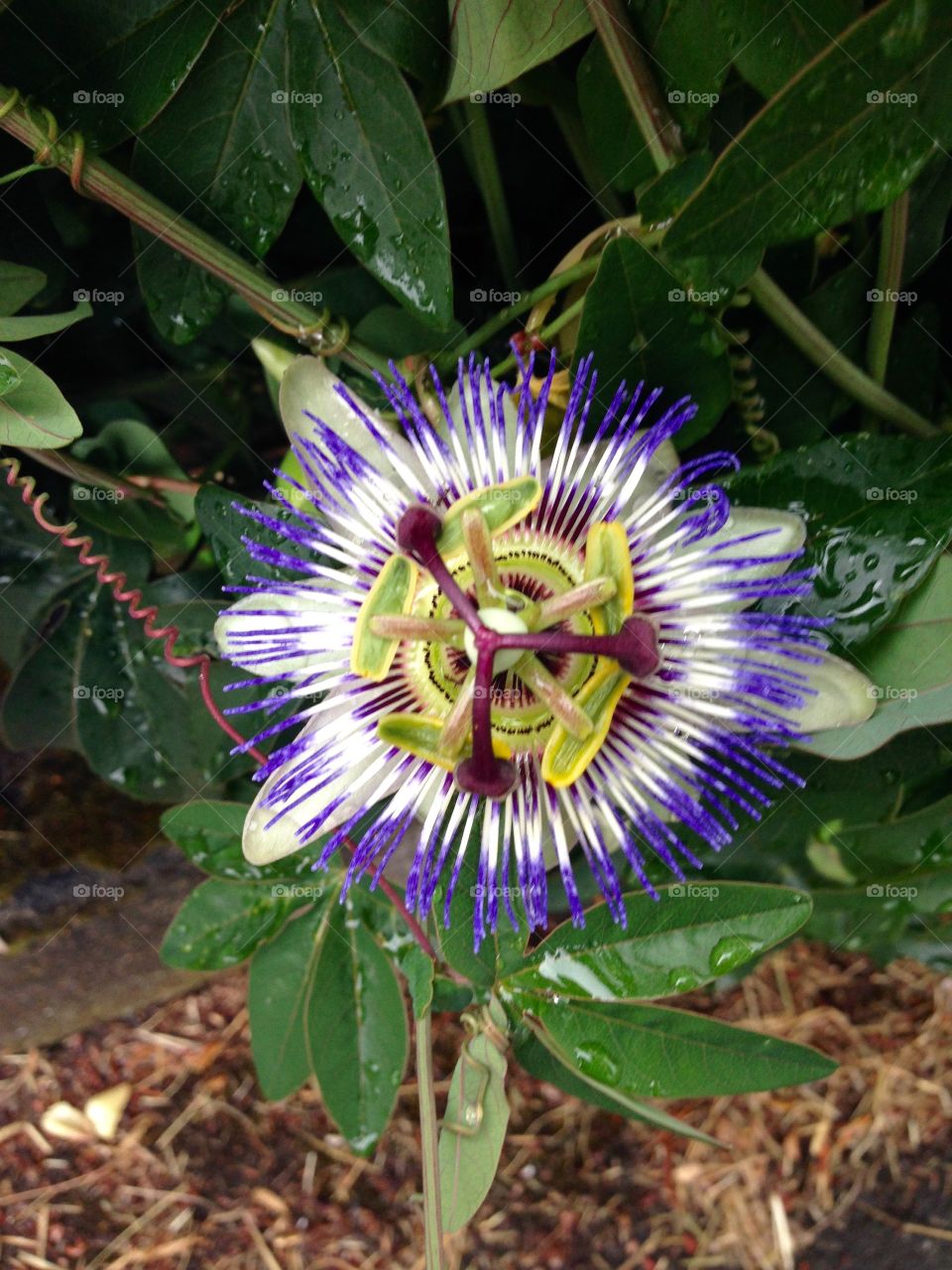 Purple zebra flower Australia 