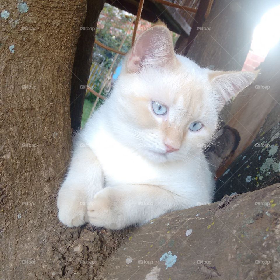 gato cat árvore